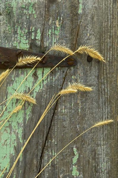 USA, Montana Grasses on old fence of a homestead
